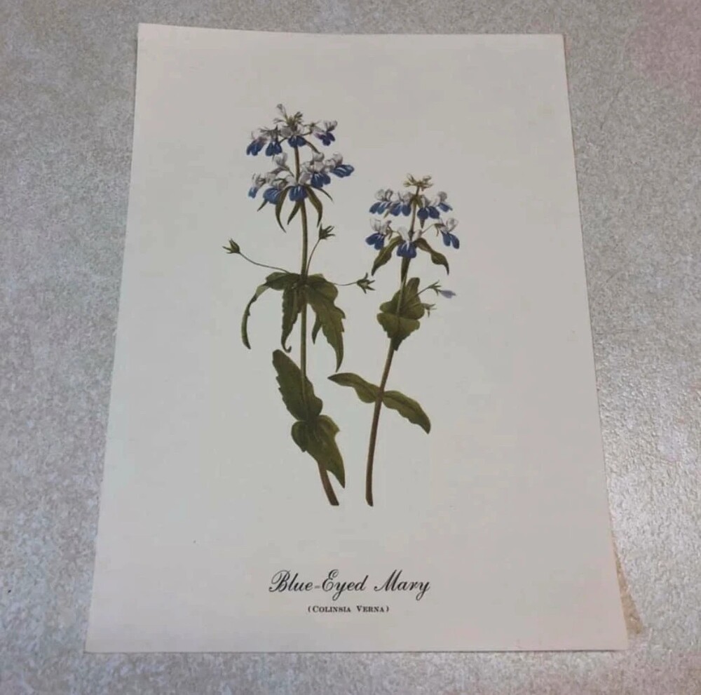 Mary Vaux Walcott Flower Painting Color Art Print 9" x 12" Blue-Eyed Mary